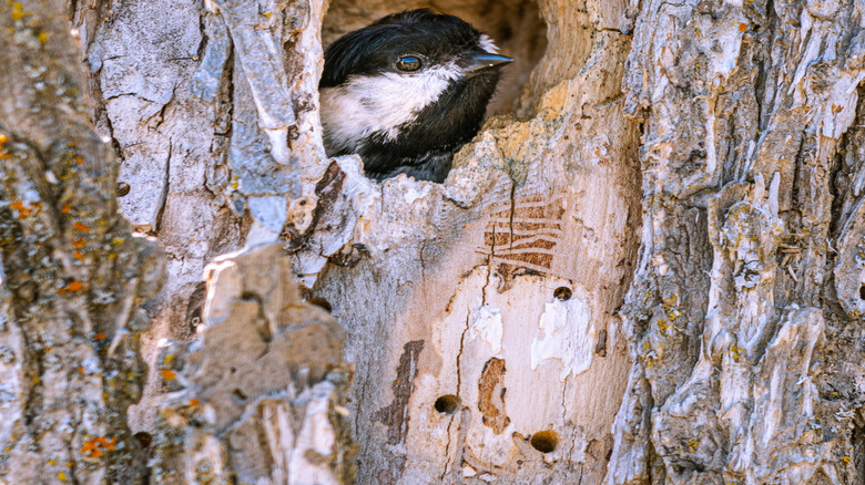 A chickadee building a nest inside a hollow in a dead tree stump.