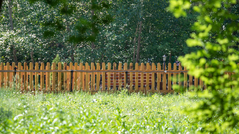 A fence separates a yard from a forested area.
