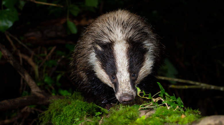 A badger foraging in a backyard at night.