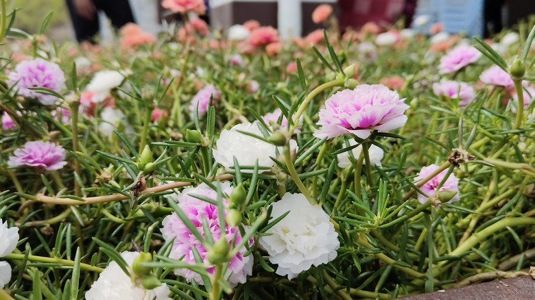 Close up of white and pink portulaca flowers