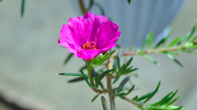A bright pink moss rose bloom