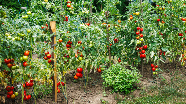 Staked tomato plants in a garden