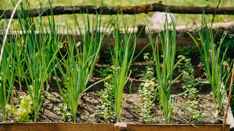Green onions grow in a bed with space between them to keep rust from forming