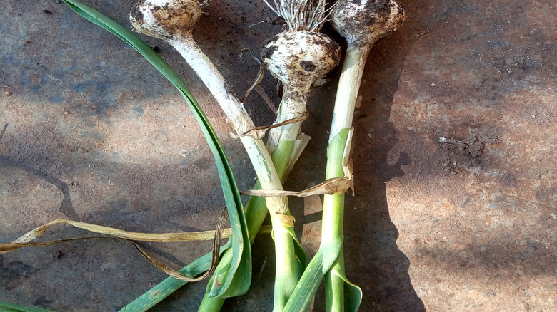 Small heads of garlic show a poor harvest