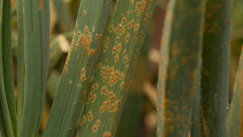 Rusts spots overtake the green leaves of a garlic plant