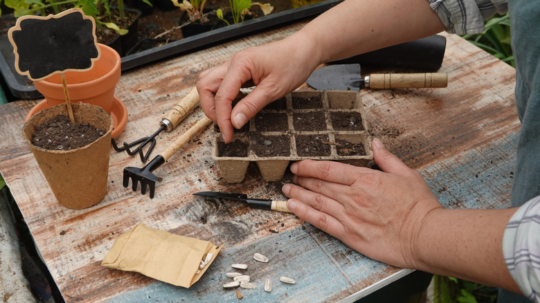 Person planting seeds in trays