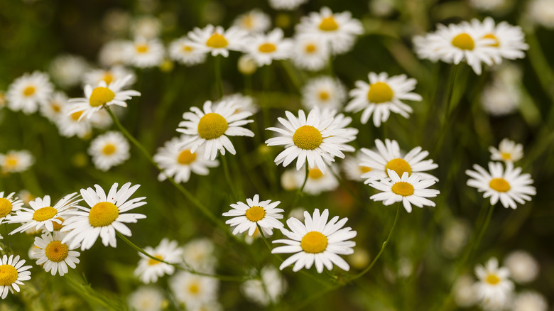 White german chamomile flowers in bloom
