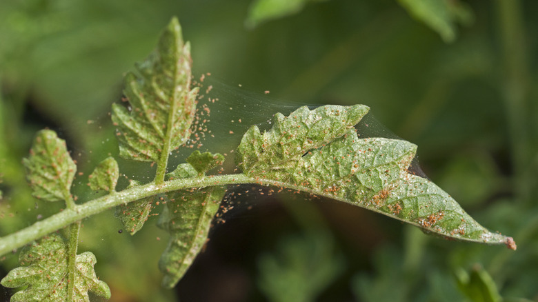 red spider mites on leaf