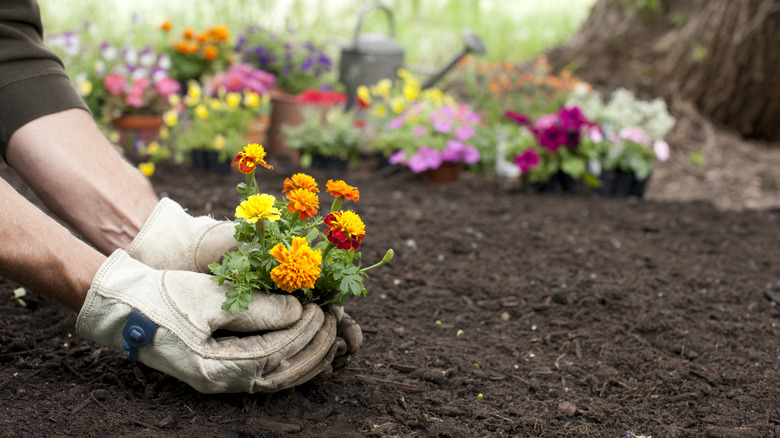 Two gloved hands holding a yellow and orange marigold plant over fresh dirt