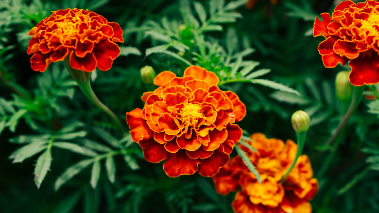 Closeup of several gradient orange-red marigold blossoms; the plants' dark green leaves are blurred in the background