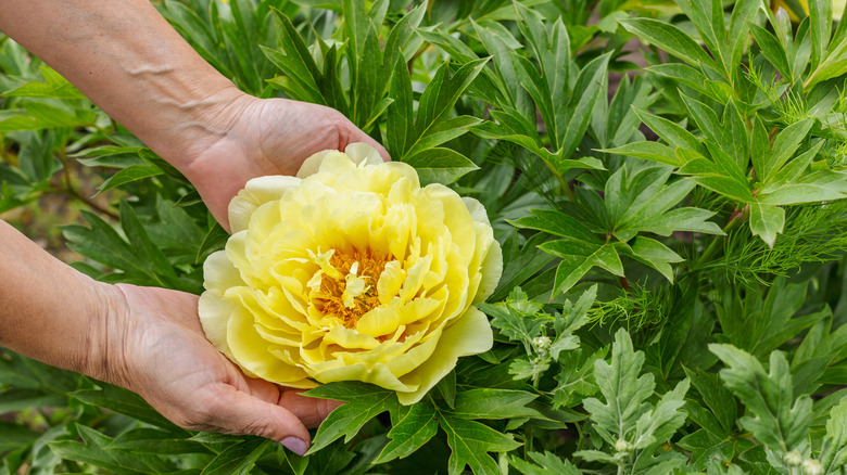 Person holding a yellow peony with a big bloom