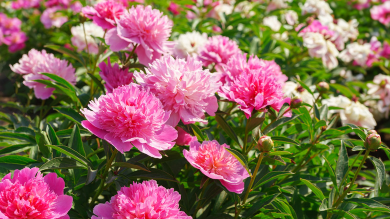 Bright pink peony blooms