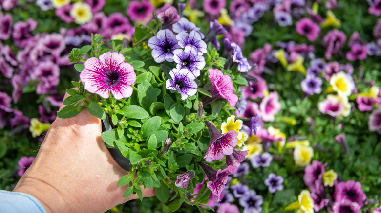 A person's hand holding pink and purple petunias growing outdoors