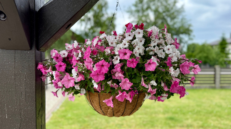 Pink and white petunias in hanging basket hung outdoors.