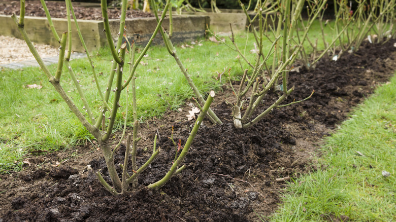 manure and compost on roses in winter