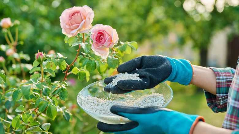 person fertilizing rose bush