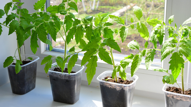Four large tomato seedlings in individual containers on a windowsill.