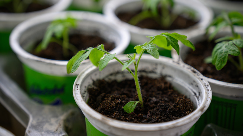 Close-up of a small group of tomato seedlings planted in cups.