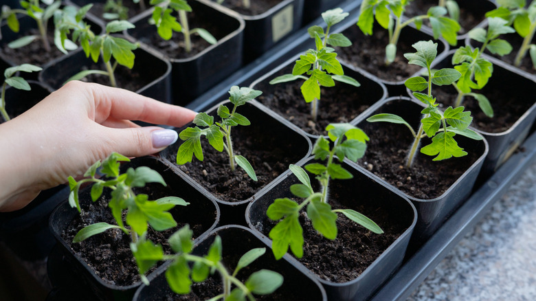 A seed tray filled with tomato plants that have multiple true leaves.