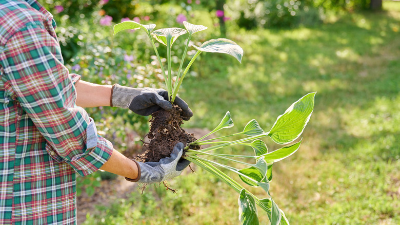 close up of transplanting hosta plants