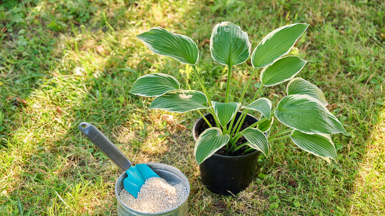 a closeup of a hosta plant with granular fertilizer