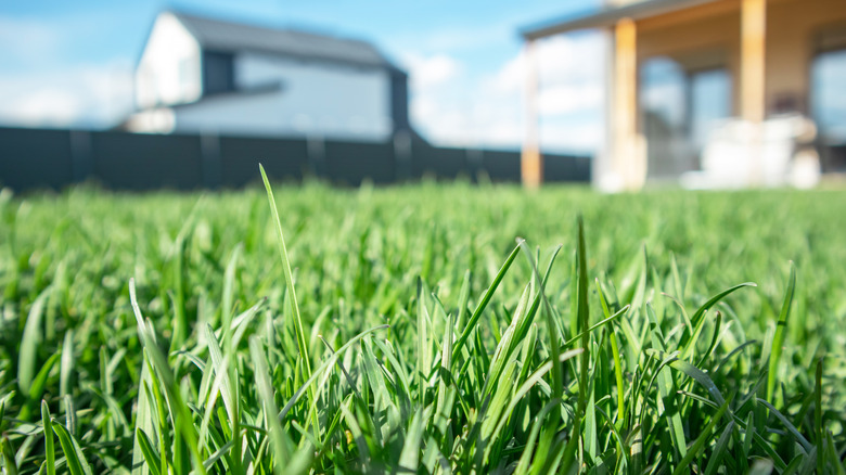 Close up of green lawn on a sunny day, with the blue sky, white clouds, and housing structures in the background.
