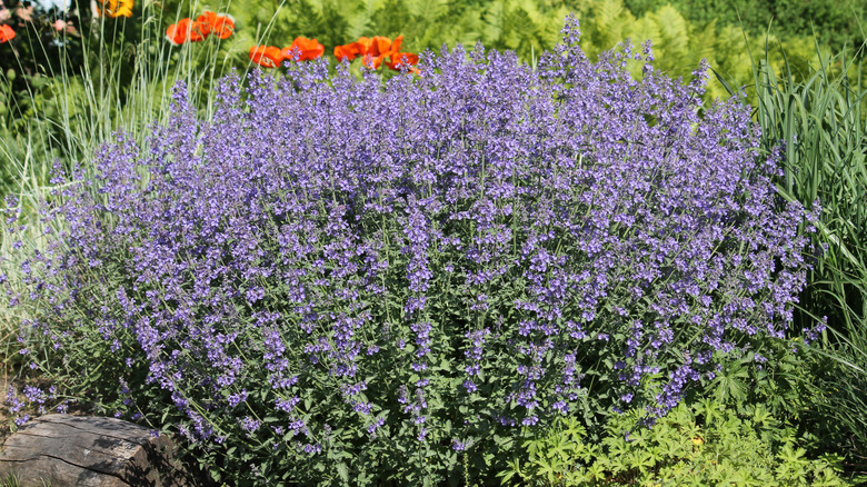 Catmint growing in the garden