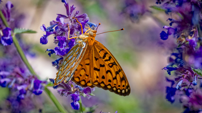 Close up of a butterfly on catmint