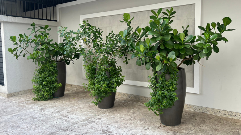 Three tall gray planters outside the window of a home