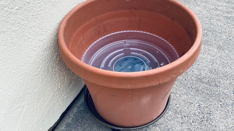 DIY pot insert made with nursery pot and plastic plant saucer