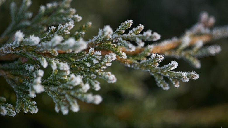 icy tree branch