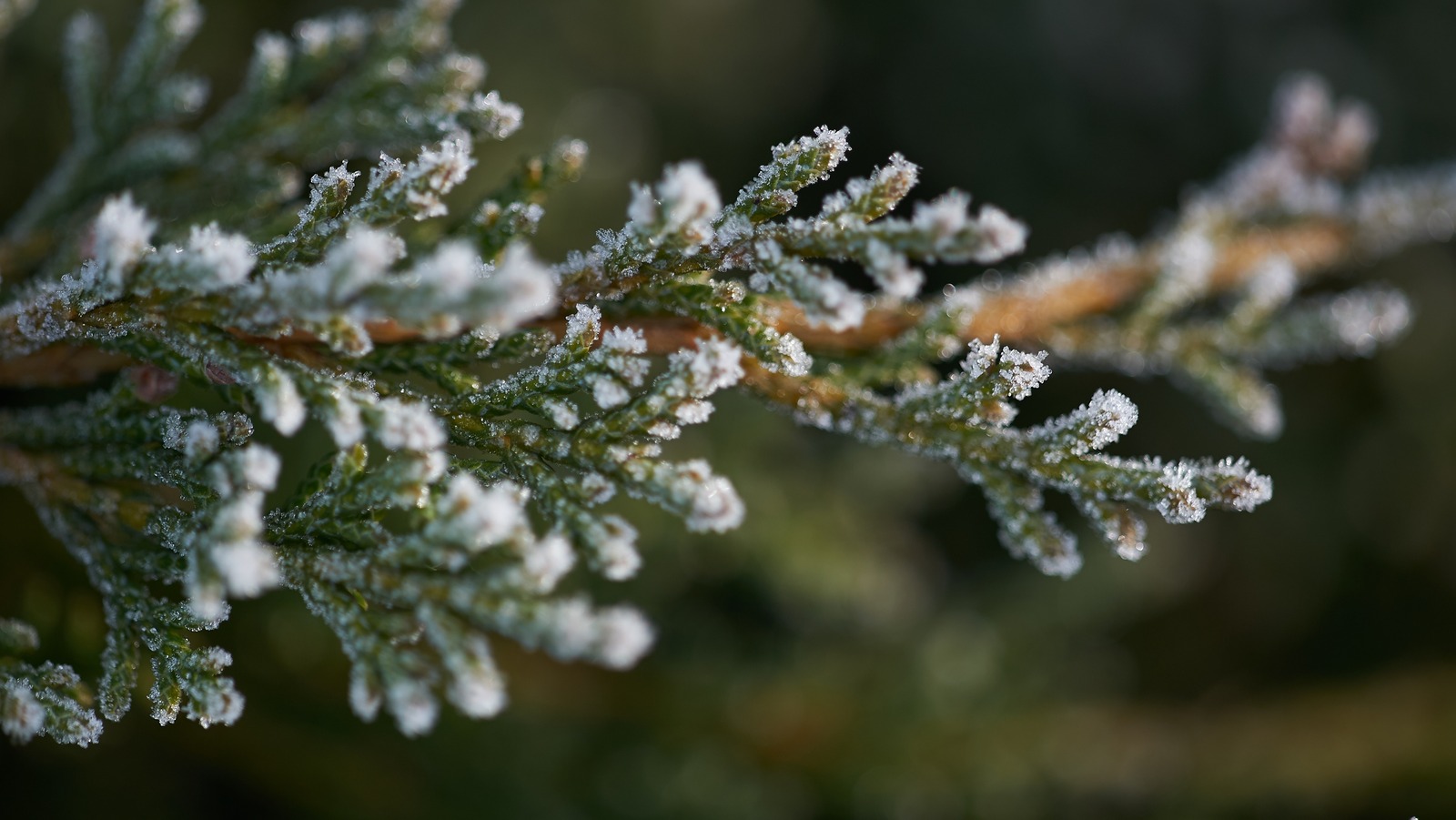 How To Find The First Frost Date For Your Garden Where You Live