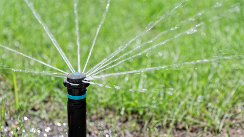 Rotary sprinkler head