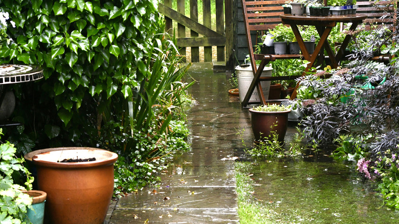 Yard with rain puddles