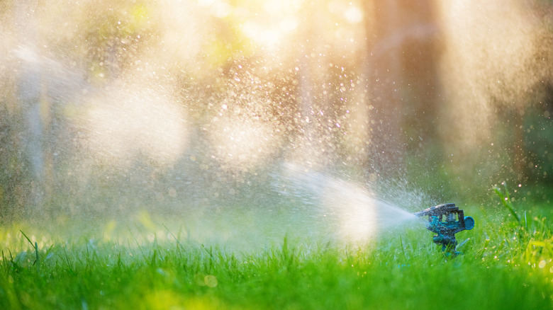 Sprinkler misting water