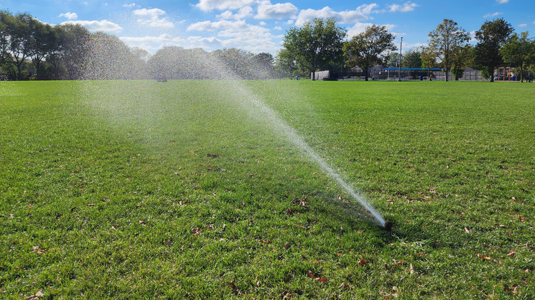 Sprinkler spraying yard
