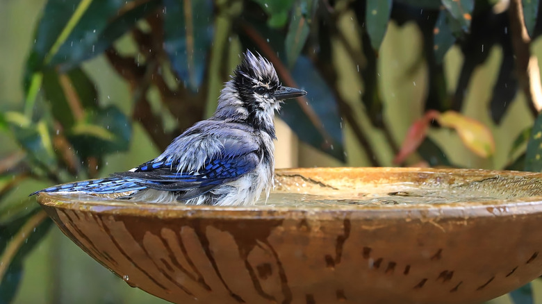 bird wading around in stone bird bath