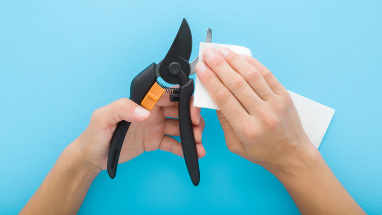 Person cleaning pruning shears with white paper towel