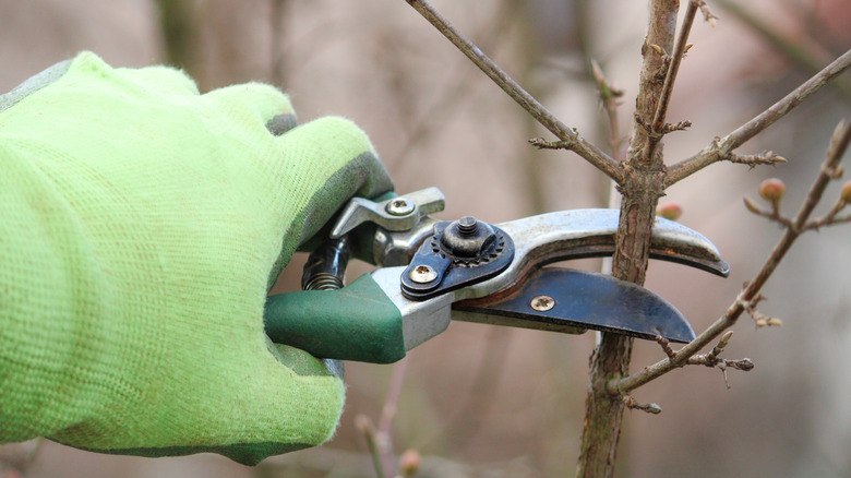 Gloved hand holding pruning shears to a branch