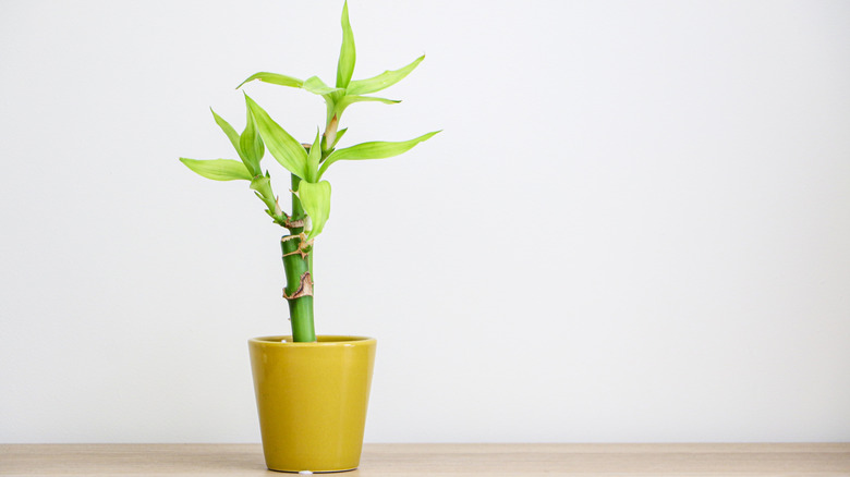 lucky bamboo plant