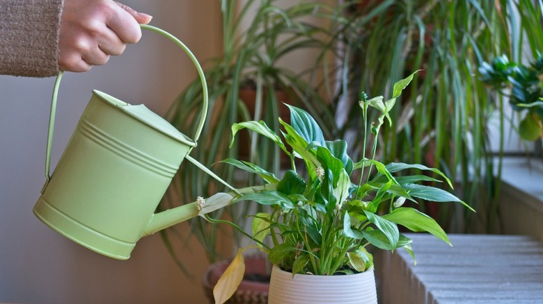 Person watering a peace lily (Spathiphyllum)