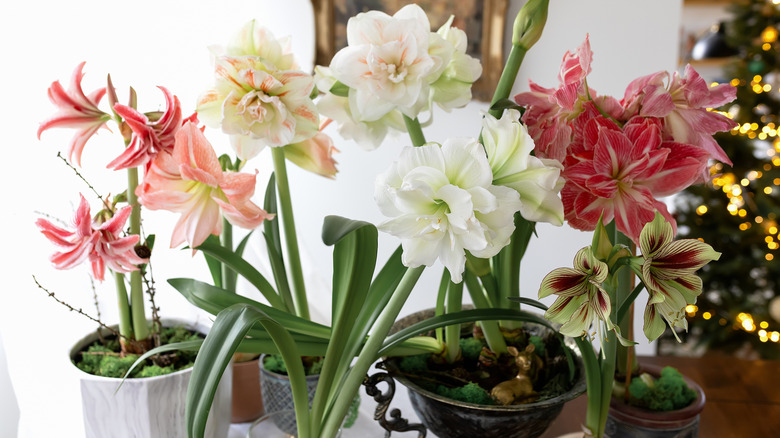 Different kinds of amaryllis flowers growing in pots indoors with a Christmas tree in the background.