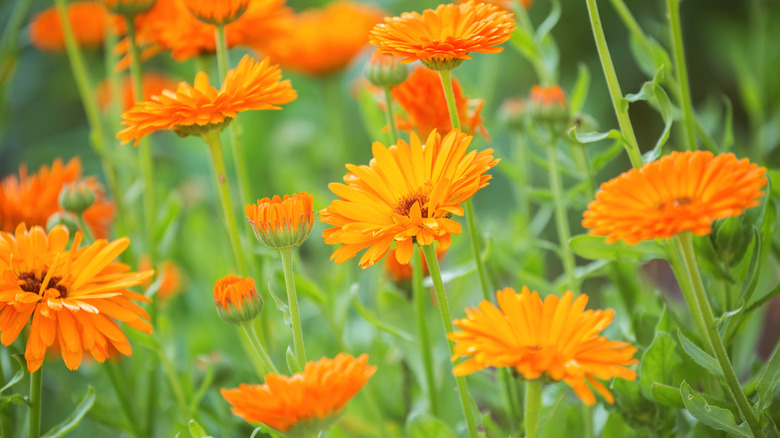 calendula flowers