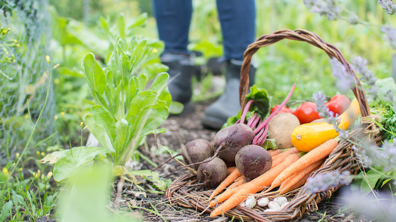 basket of vegetables