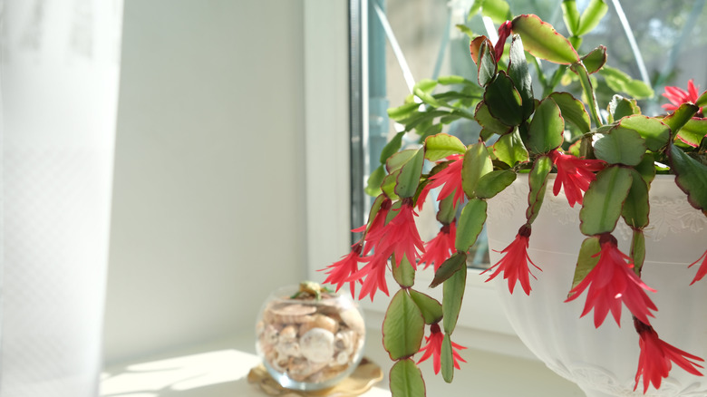 easter cactus with red blooms