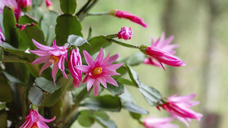 easter cactus in bloom