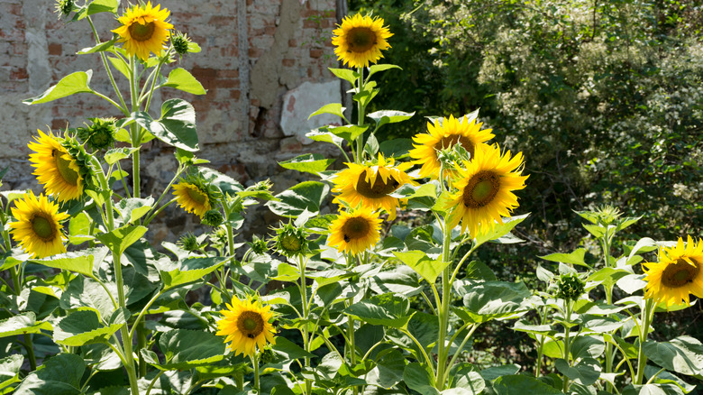 Group of sunflowers in bloom in the garden behind the house on a sunny summer day.