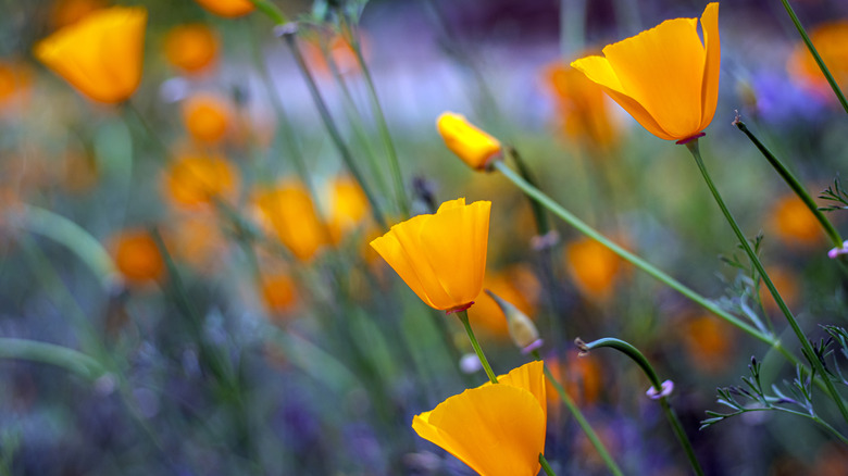 Eschscholzia californica, or California poppies, growing in abundance in California sunlight.