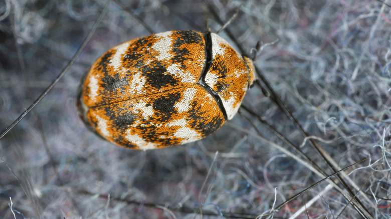 carpet beetle nestled within a fabric
