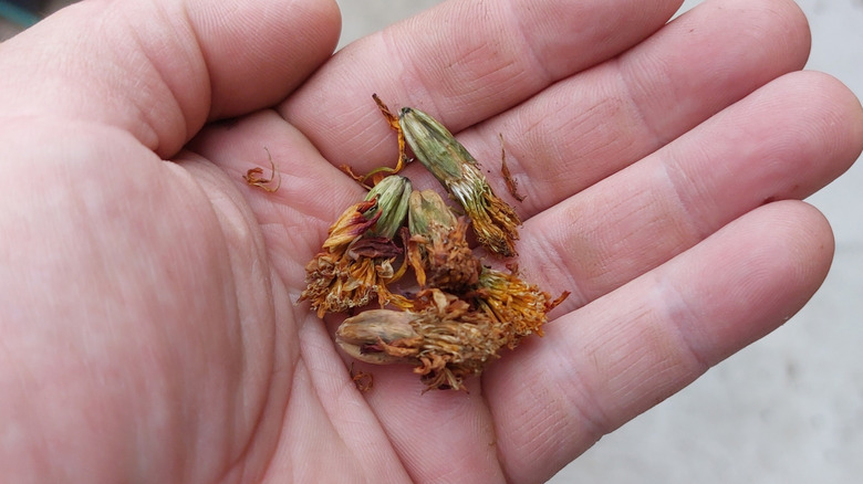 Person holding deadheaded marigold flowers